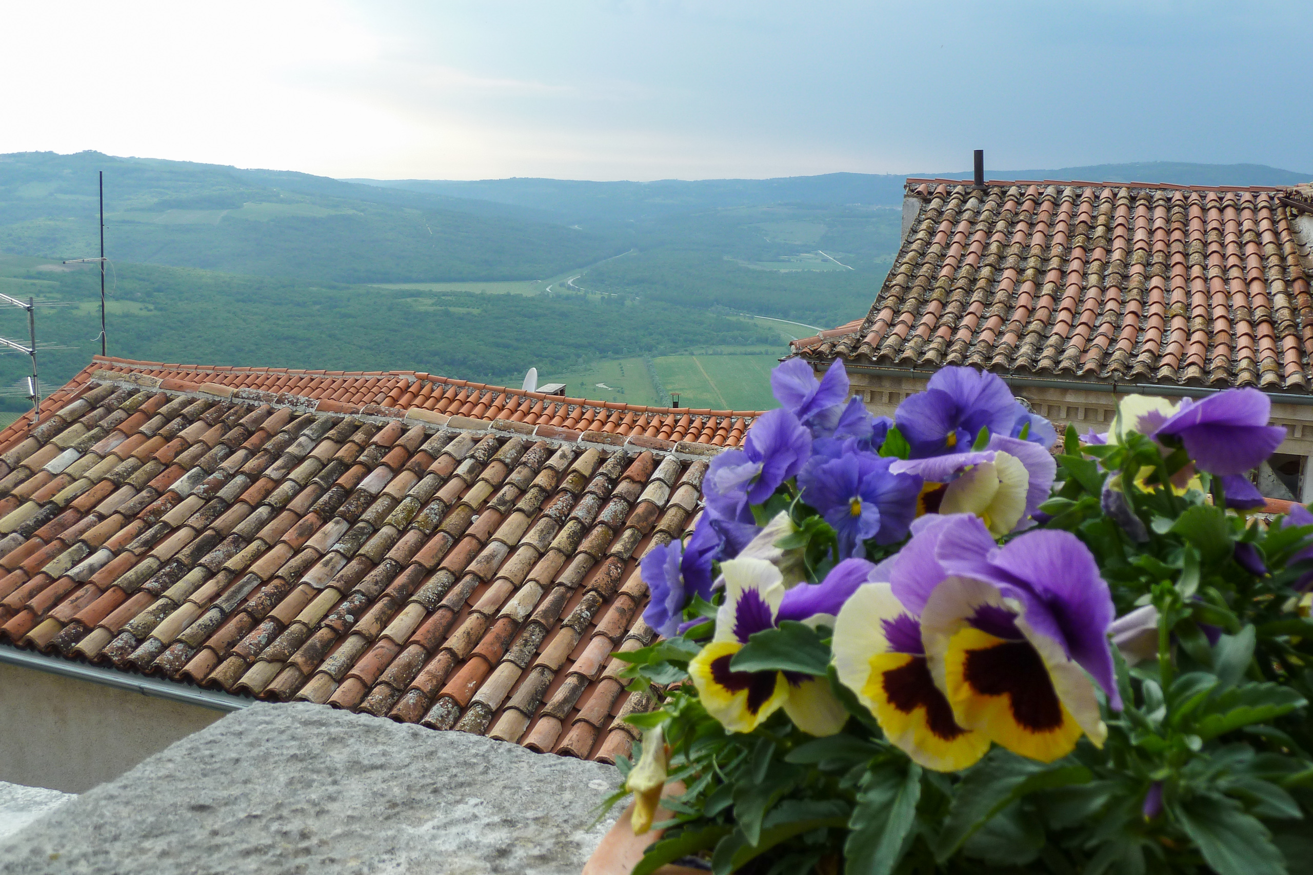 Blick von Motovun ins Mirna-Tal – Stiefmütterchen und Ziegeldächer